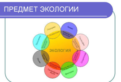 Общественная палата в России зазывает ввести в обязательный перечень школьных предметов экологию
